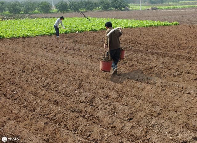 2019年起，种粮补贴是按照确权证书发放吗？农民需注意什么呢？