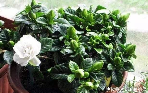  #磷钾#花市上的“栀子”为啥满头花苞，原来有“诀窍”，只需做2步