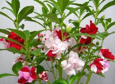 #喜欢#喜欢养护花卉的爱好者,可以在家中养护3种花卉,美丽幸福,漂亮