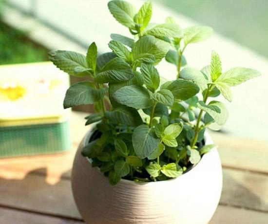  「铜钱草」这3种花最爱“喝水”，每天来一点，几月能长得撑爆盆！