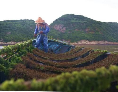 营养■日本人常吃的“长寿菜”，我国盛产却无人问津，营养高过牛奶