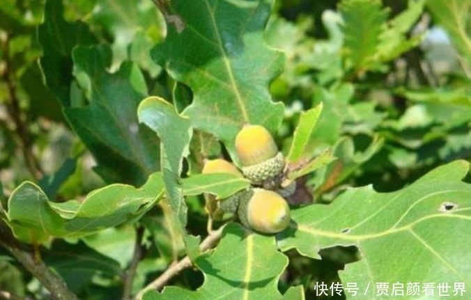 卖几十元一斤的野果, 城里人当成好东西, 农村遍地都是