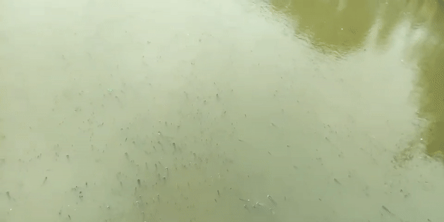  「惊现」奇闻！小清河惊现“鱼山鱼海”“万鱼奔腾”场面