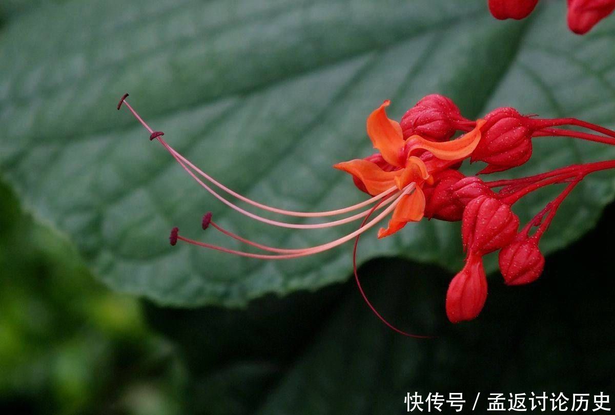  [种花]很可爱的3种花，赪桐、日日樱、洋金凤，都见过的人不多！