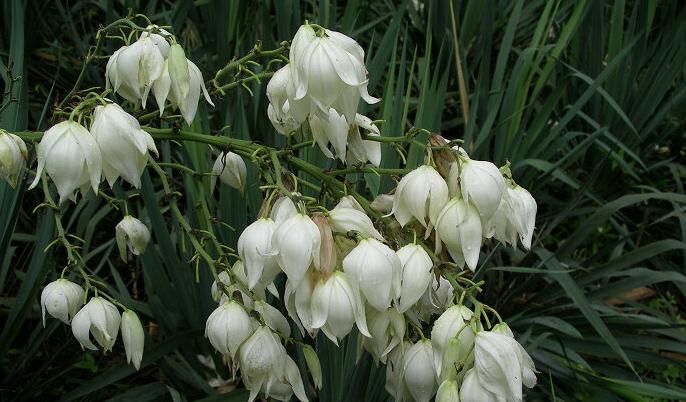  「强健」丝兰，一种百合科类植物，性强健，最容易存活?
