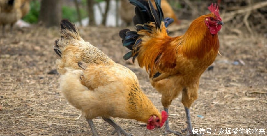  【喜欢】在农村，老一辈的农民总是喜欢养几只鸡，你知道是为什