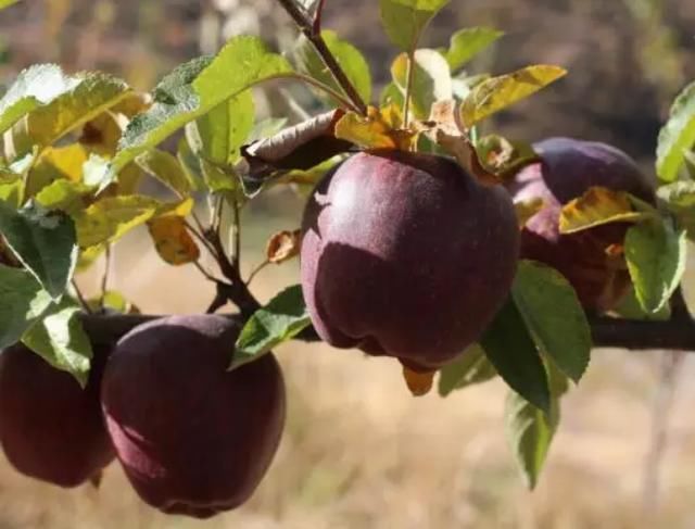 别再种玉米了，此果树插土即活，一年能结3000斤，一年挣65万