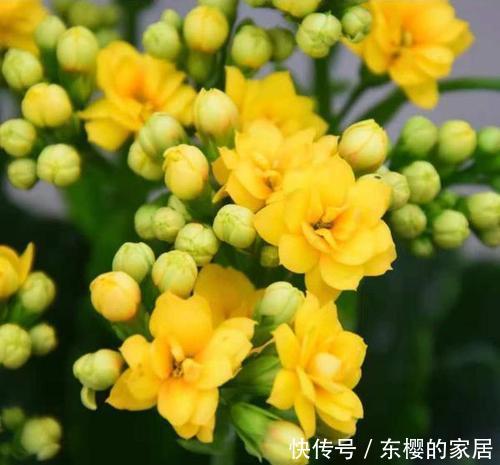 富贵@在家养花,就养3种“招财花”,天天好运来,富贵人家都会养!