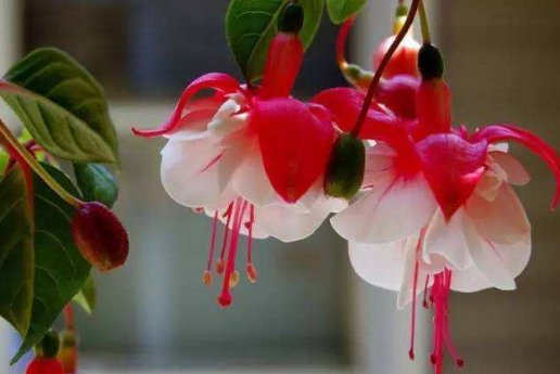 家里@阳台养盆“开花机器”,剪根枝条,1盆变100盆,家里变成小花园
