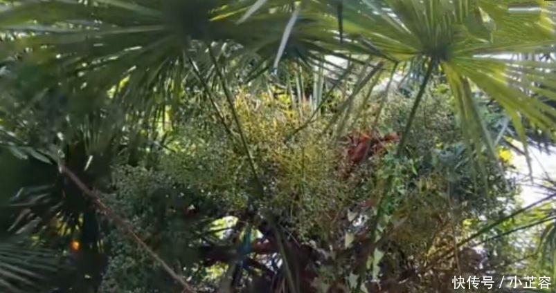 农村遍地都是，都不知道这个是可以吃，以前都拿来“打人”玩