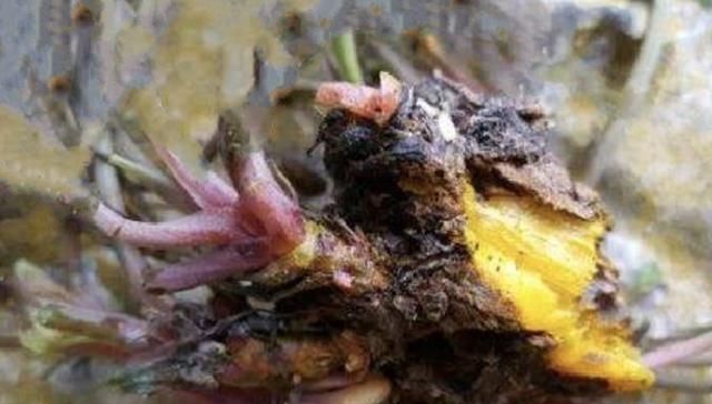  「干旱」长在石头缝里的“野草”，闻着有“臭味”，1斤卖“90元