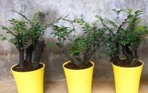  『香味』1种植物几乎“绝种”，你家要是有，请珍惜“它”，能散发香味！
