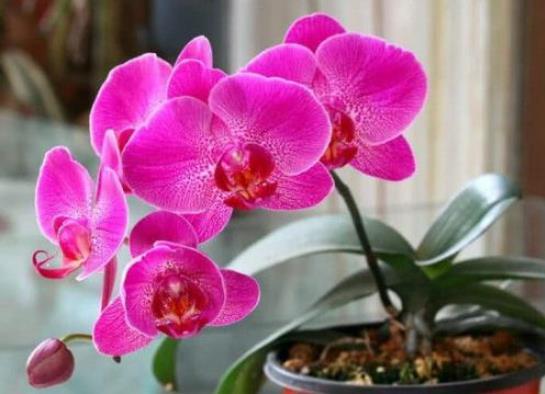 「金钱兜」这4种“高颜值”植物,新年家里一定要养,耐旱易养,2020年发财