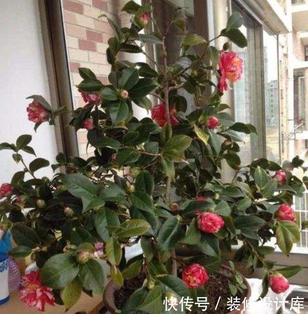 不妨就去养@这“3种”植物,回家养1盆,哪怕天再“冷”,叶片、花朵也旺盛!