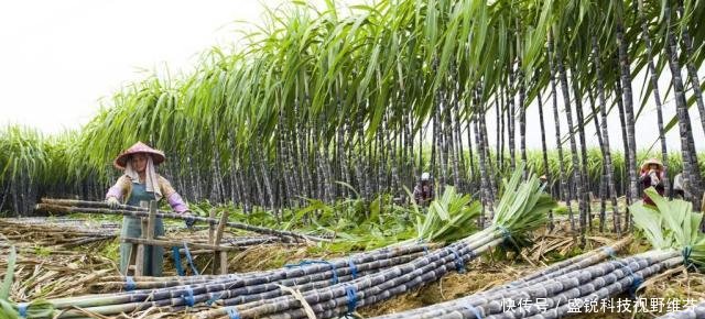  [蔗农]广西今年榨季开始实行甘蔗收购市场价格，对蔗农有什么影