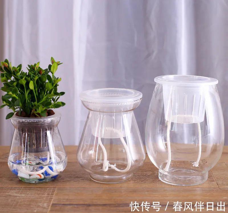  水培花瓶@总是养不好的3种花，赶紧扔水里，越长越有劲！