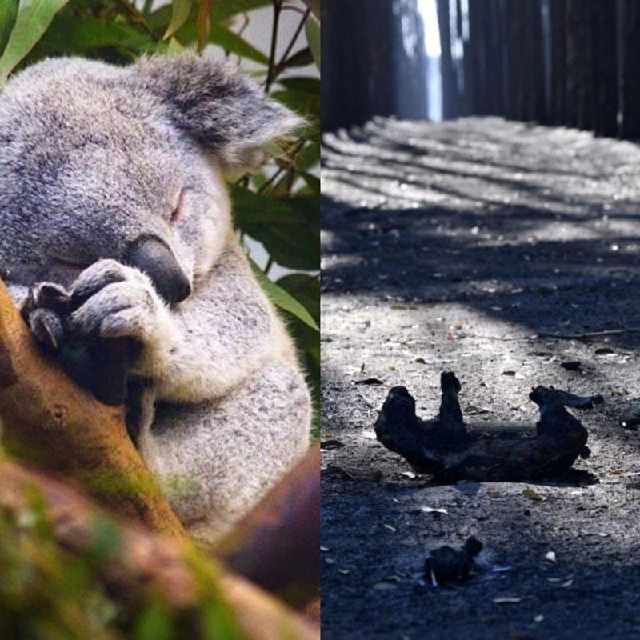 澳大利亚发生了火灾