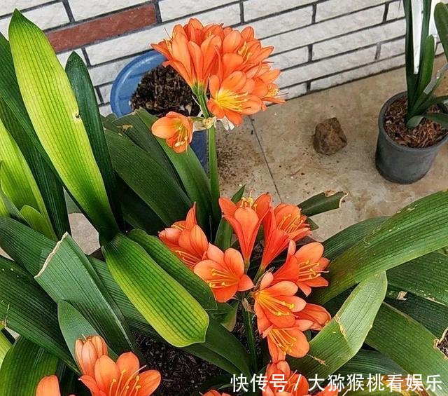 「大缸养」农村淘汰的大水缸,种上月季绣球君子兰,开花刹不住,变成大土豪!