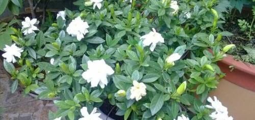 辣椒水：栀子花招虫了？喷点这个水，虫子死光光，花越长越旺