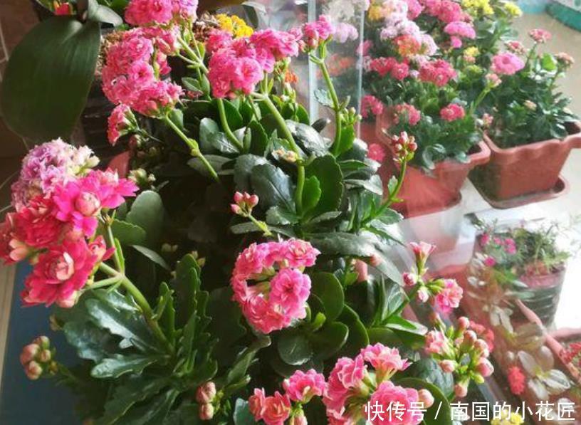  [长寿花]“4种花”很好养，栽土里就活，给点阳光就灿烂，花开满盆！