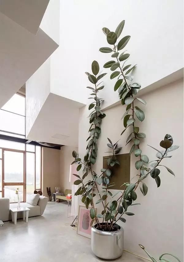  【自带】自带镇宅安家的30种大植物，满满都是安全感