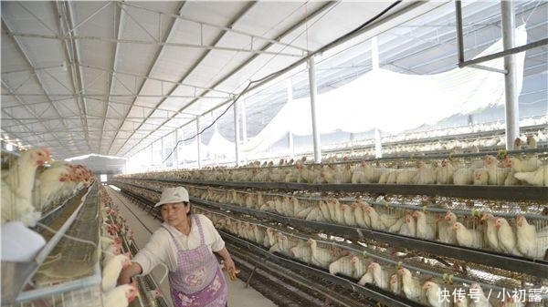  持续■山东多地持续高温, 看看养鸡场发生的一幕, 你就知道天气