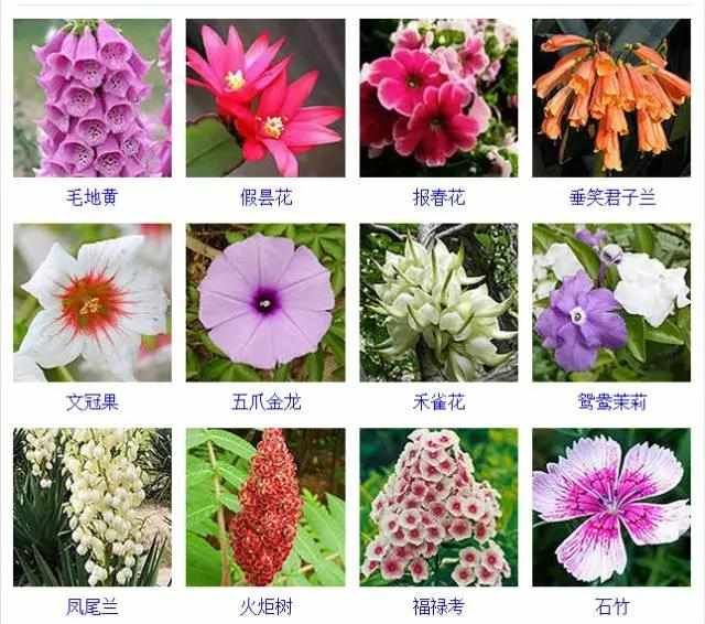  【品种】400种 · 观花植物品种大全，值得收藏