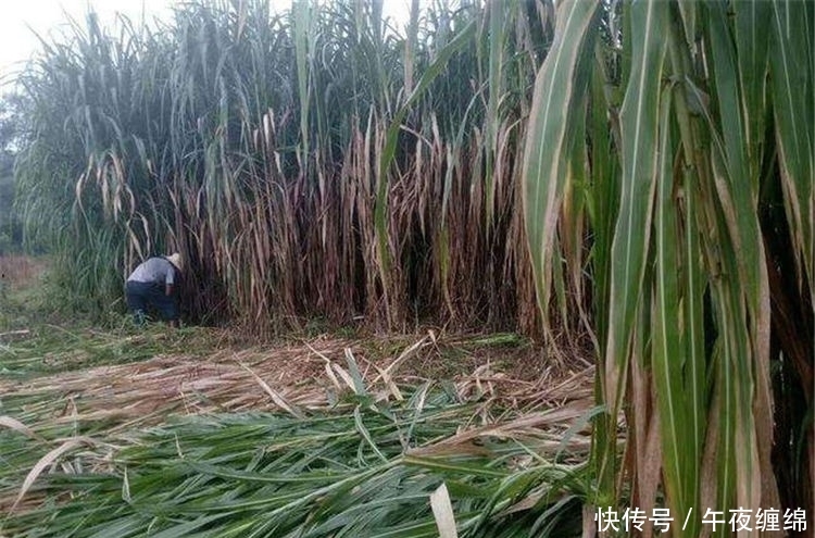  #我国#每年亩产15吨，牛羊鸡鸭鹅都能吃，引入我国20年，却推广