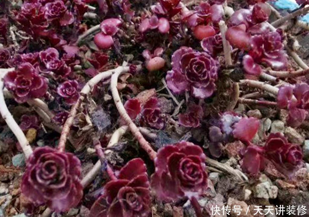 『冬天』多肉小球玫瑰,繁殖能力如野草,冬天也能快速爆盆,紫红一片