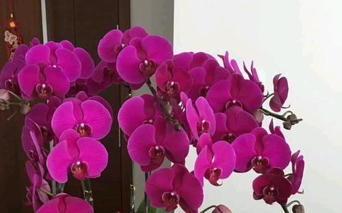  『再次』谢花的蝴蝶兰不仅能再次开花还能冒高芽，蝴蝶兰发高芽的2个方法