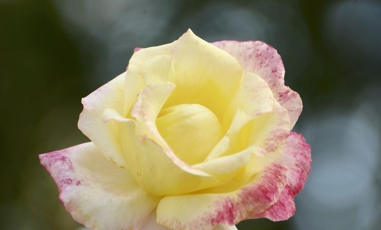  养爆：此3种花,1年花期280天,养在阳台开成“花海”,新手养爆盆!