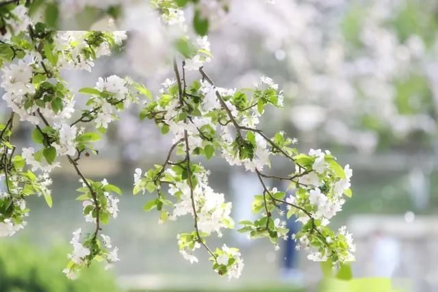  #元大都#元大都的海棠花溪进入盛花期，快带孩子去