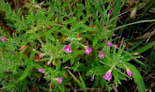  「野花野草」人称“柳叶菜”，又叫鱼鳞草，价值珍贵，野外常有，认识的人不多