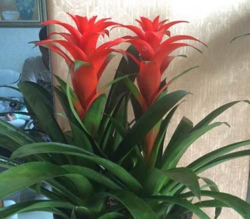  「发福」“鸿运当头”这样养，花叶繁盛，“聚财发福”，不信你还养不好