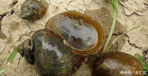 「吃货」中国吃货无能为力的福寿螺,到底是被谁消灭的