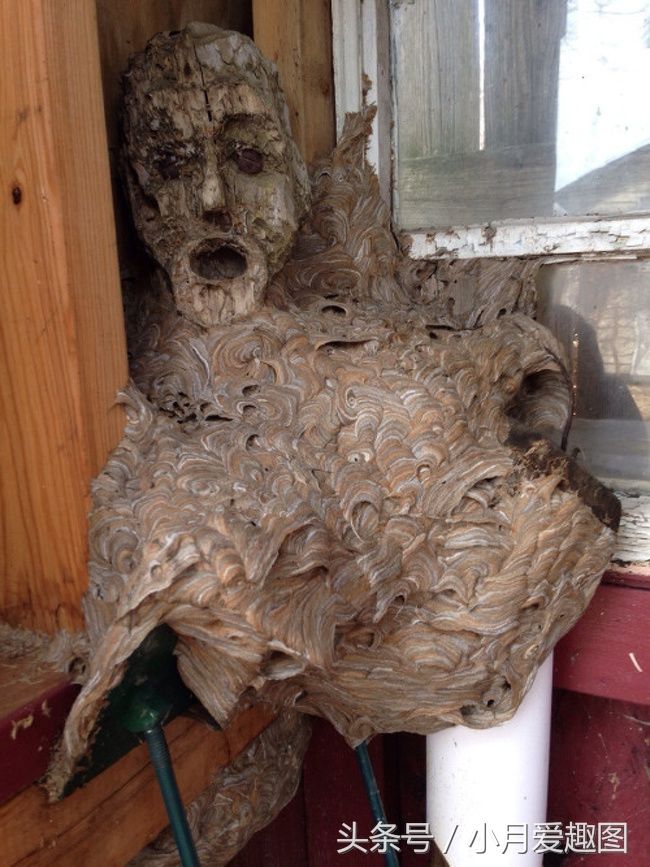 10张古怪的照片，很多根本无法理解