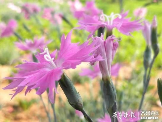 『开花』似竹非竹的石竹开花了