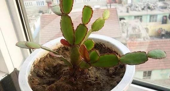  「蟹爪兰」想让盆栽植物根壮叶绿花多?用发酵粉就能实现!