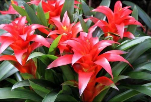  长寿花：阳台养这几朵花，花开不断，花香四溢飘满屋，美