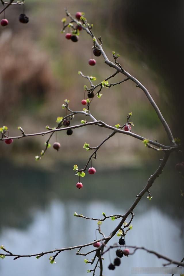  「春天」随笔：那些树果实还没掉都发芽了