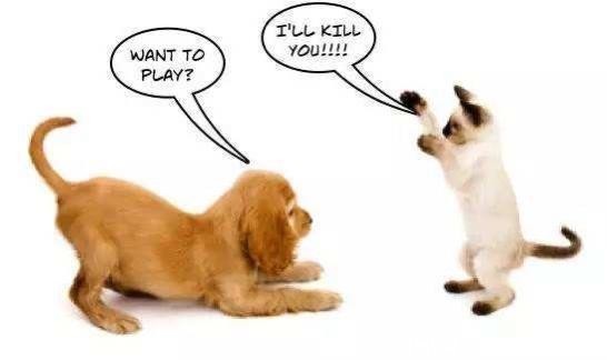 自古不和的猫狗可以一起养?猫狗混养的注意事