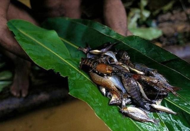 非洲的一个原始部落，房屋在40米高树上，通过巫术与自然界交流