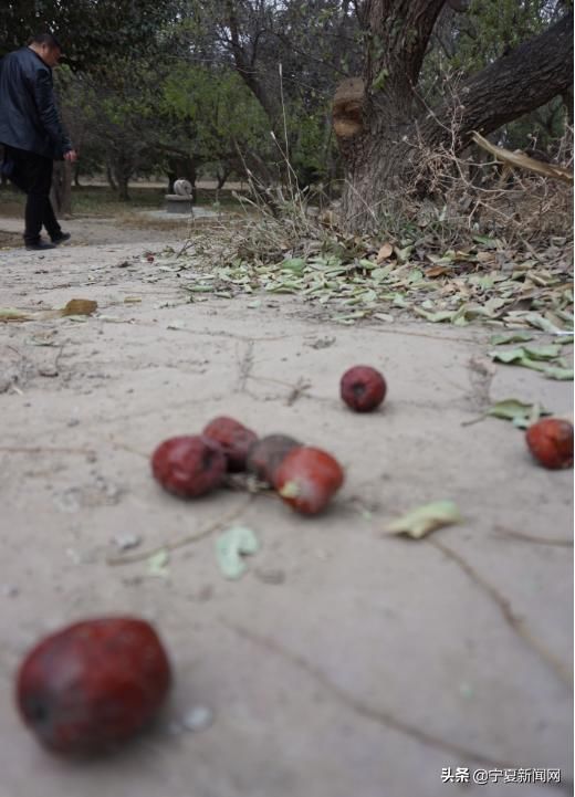  中卫@蔫在枝头，烂在地里！中卫南长滩千亩经果无人采摘，自生自