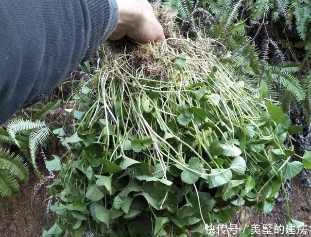  #接骨#夏季，在小溪边遇到“积雪草”，请保护它，比接骨草值钱，珍贵！