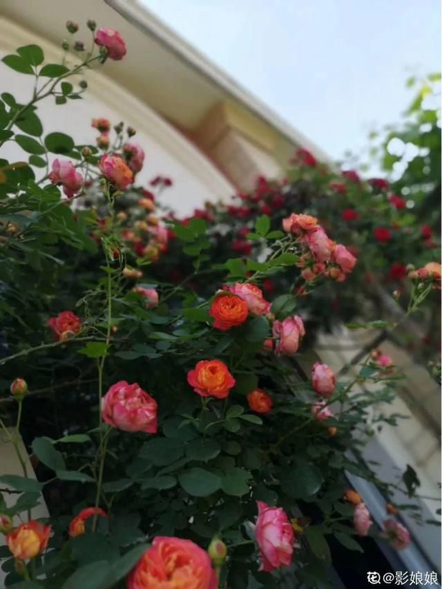 『生活』有一方小院,和你一起养花种草,这样就挺好