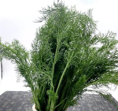  「吃不完」2种养护简单的蔬菜，阳台盆栽上几盆，一茬一茬吃不完！