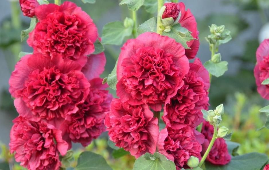  『斗蓬花』“这种花”太牛了，1枝花茎开出50朵花，有太阳就能开成花海！