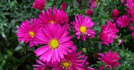  『花型』喜欢菊花，不如养盆“珍品名菊”，花型饱满，花朵艳丽缤纷