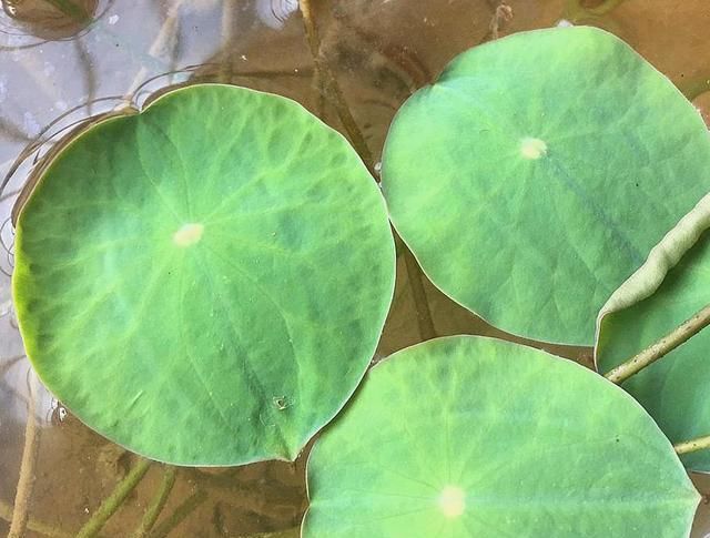  养在光照■5种花别“藏”在屋里，搬到室外，光照越足，开花越多