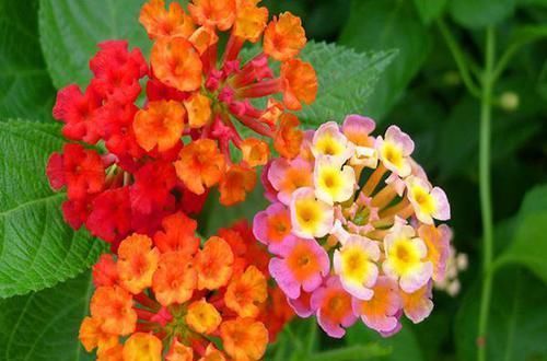  『养花』喜欢养花，阳台就养这四款，娇小玲珑，风姿卓绝，年年爆盆